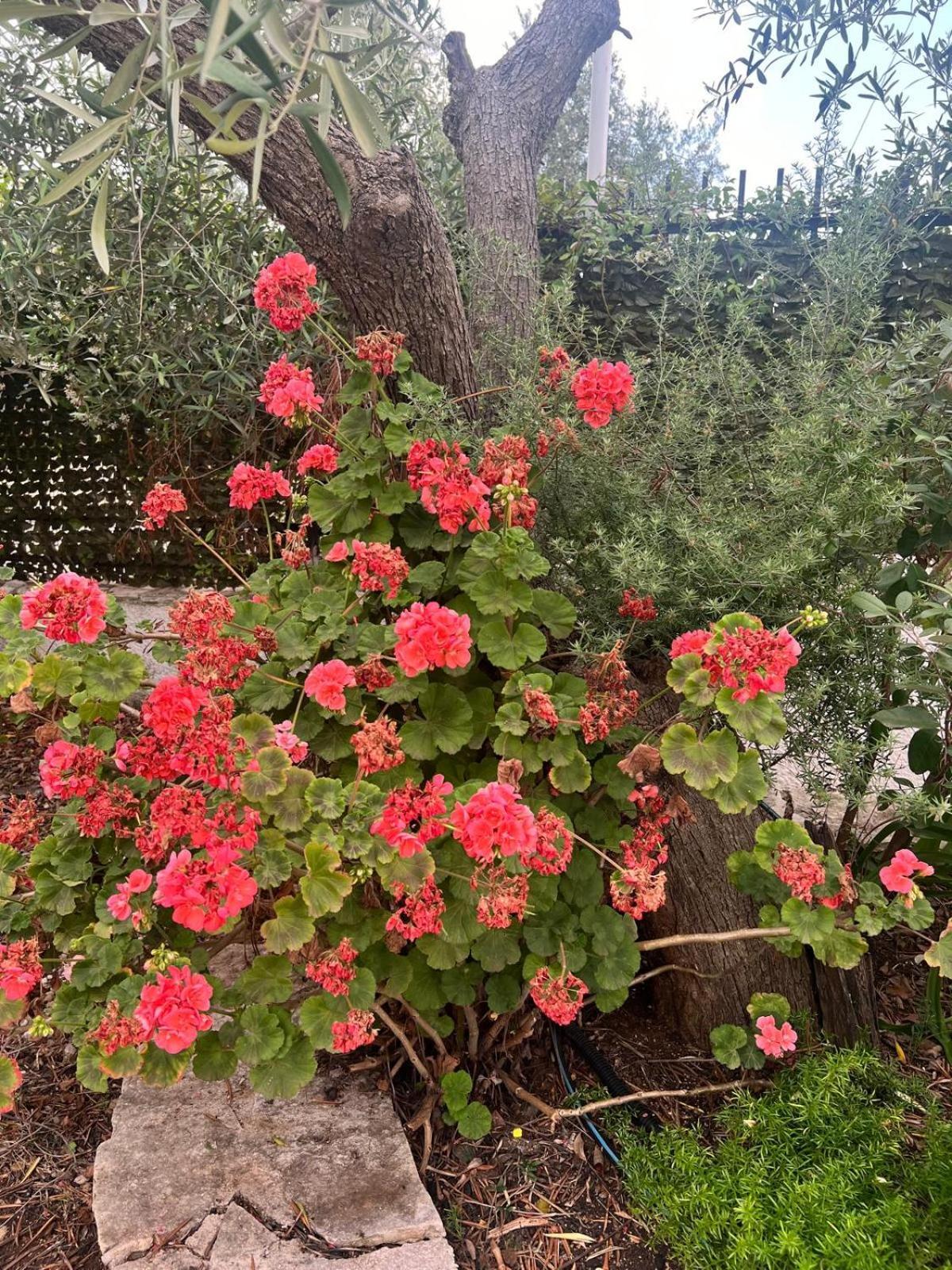 Tenuta Serena